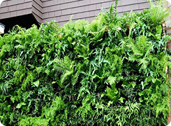 fern vertical panel